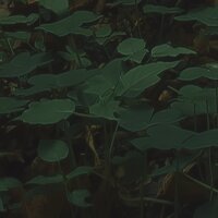 PSH103-VD4 Tapeten Komar Pure 2 Hall of Mosses Farbe Grün Vlies Fototapete