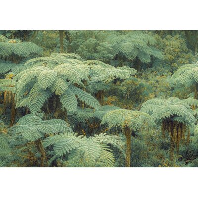 PSH106-VD4 Tapeten Komar Pure 2 Jungle Lands Farbe Grün Vlies Fototapete