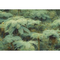 PSH106-VD4 Tapeten Komar Pure 2 Jungle Lands Farbe...