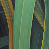 PSH107-VD4 Tapeten Komar Pure 2 Foggy Fern Farbe Grün Vlies Fototapete