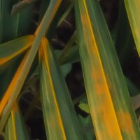 PSH109-VD4 Tapeten Komar Pure 2 Amazon Fern Farbe Grün Vlies Fototapete