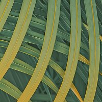 PSH110-VD2 Tapeten Komar Pure 2 Neon Fern Farbe Grün Vlies Fototapete