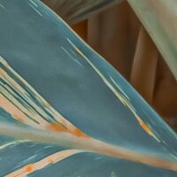 PSH111-VD4 Tapeten Komar Pure 2 Amazonia Vibes Farbe Grün Vlies Fototapete