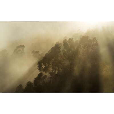 PSH113-VD4 Tapeten Komar Pure 2 Foggy Sunshine Farbe Grün Vlies Fototapete