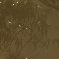 PSH113-VD4 Tapeten Komar Pure 2 Foggy Sunshine Farbe Grün Vlies Fototapete