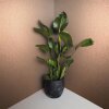 86561 Marburg Felix Diener Eclectic Farbe orange Vliestapete